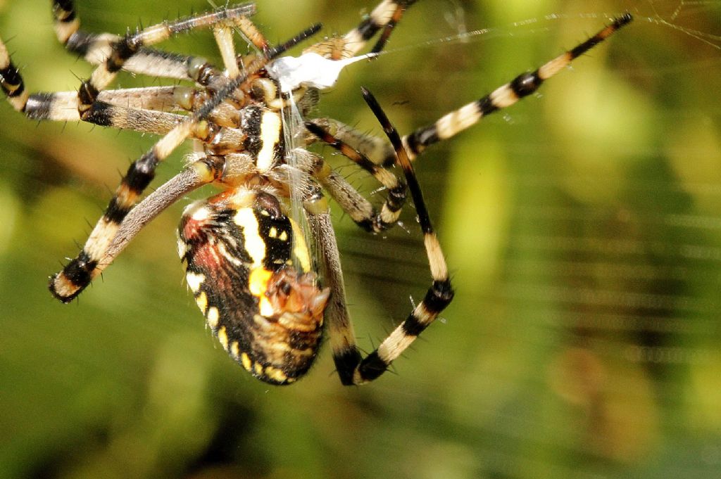 Argiope bruennichi - Tina di Vestign (TO)